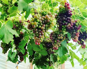 How to grow grapes