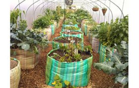 Polytunnel Layout