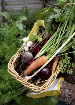 −	Crop Rotation for your Vegetable Garden