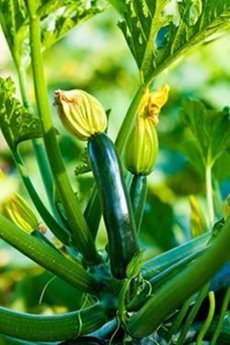 Growing Guide Courgette