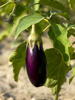 Growing Guide Aubergine