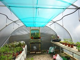 Polytunnel Growing Guide for June